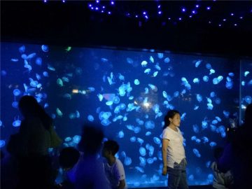 2018 acrylic jellyfish a glass of aquarium