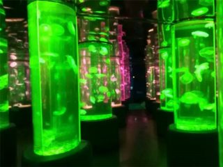 2018 acrylic jellyfish tank