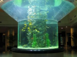 pmma kulikê aquarium nîv-cylinder perspex-a-masî tank