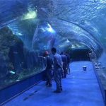 Aquarium a plexiglass anrylic glass