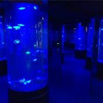 gola acilelic jellyfish aquarium